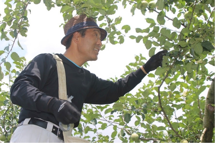 摘果リンゴ収穫風景