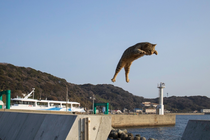 五十嵐健太「飛び猫」