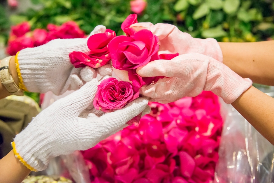 花むしり(ペタリング) (C)ハレバレシャシン