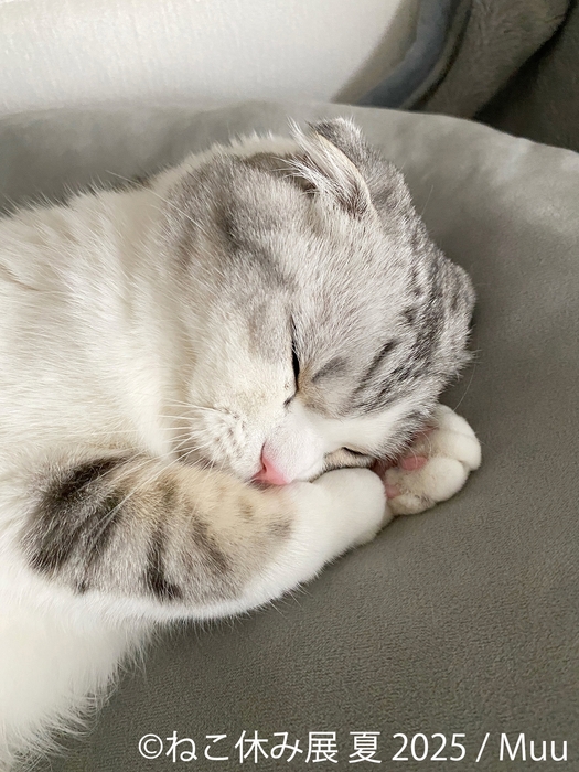 ねこ休み展 展示作品：Muu