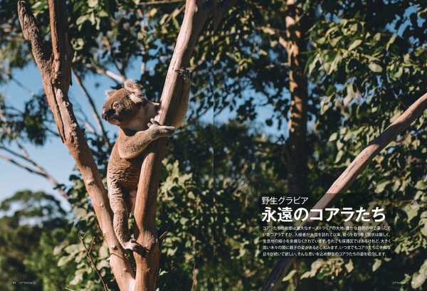 永遠のコアラたち