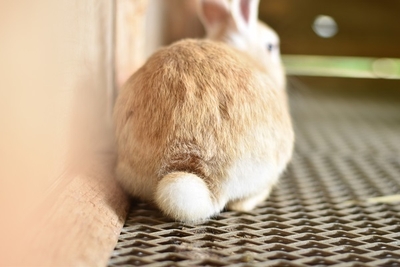 うさぎのお尻「うさケツ」