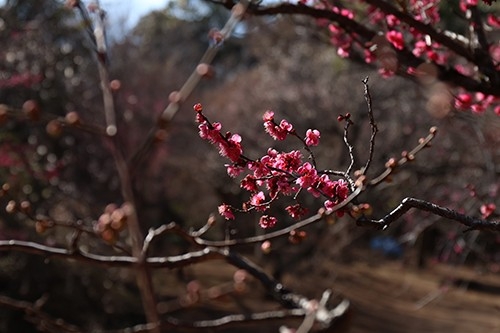 早咲きの品種は見頃を迎えています