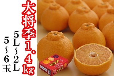 鹿児島県産「大将季」