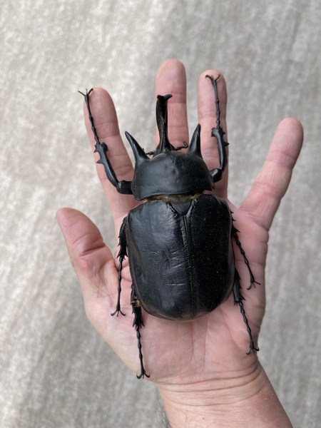 ブリードしていたアクティオンゾウカブト