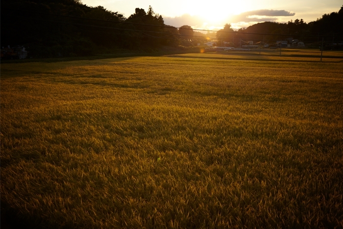 大自然との調和から生まれます