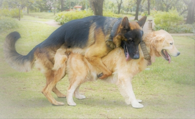Image of two dogs different species mating in the meadow while playing together