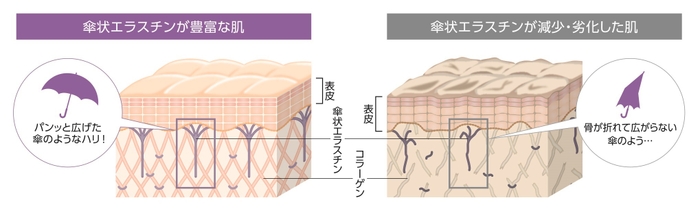 傘状エラスチン肌図イメージ