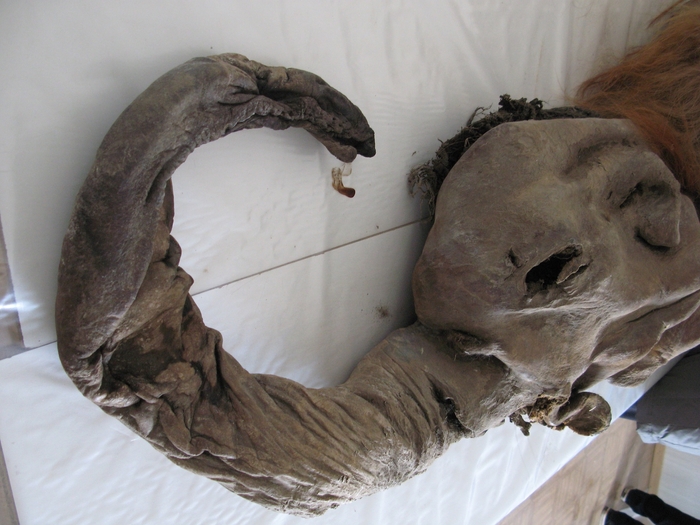 マンモス「Yuka」(「Scientific Reportsの論文より)