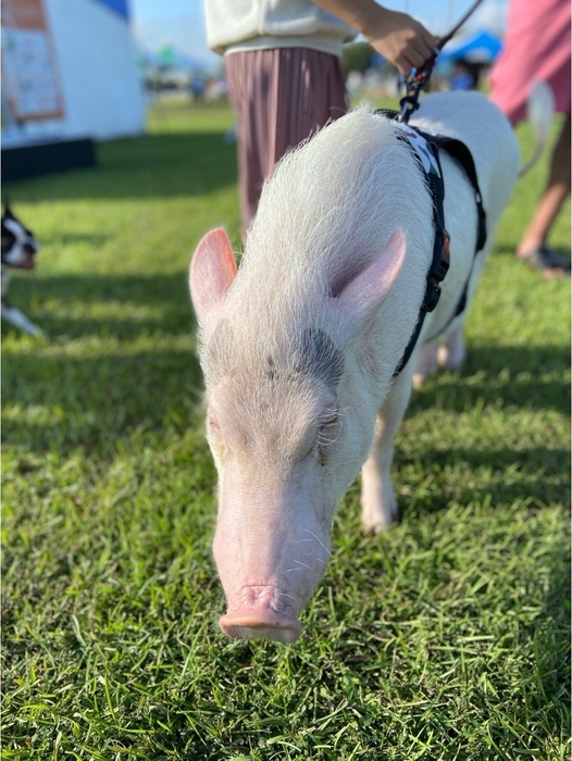 来場した動物たち(2)
