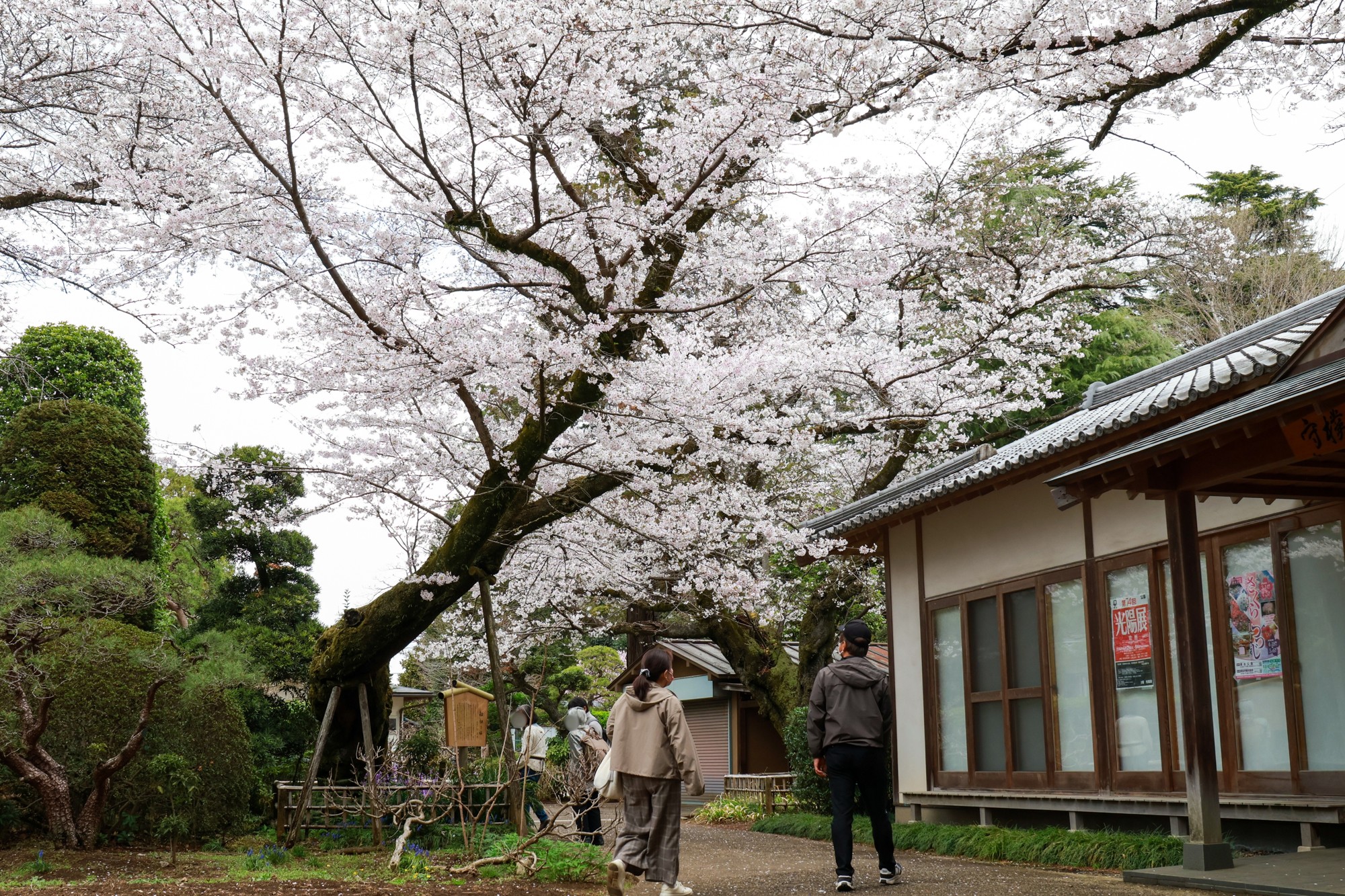劫初の桜は満開です