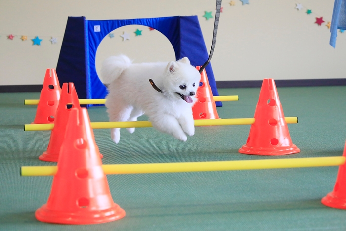中・小型犬専用ドッグラン