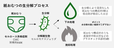 紙おむつのカーボンニュートラルな廃棄プロセスを開発　 吸収剤を天然素材に置換、分解微生物による生分解を実現
