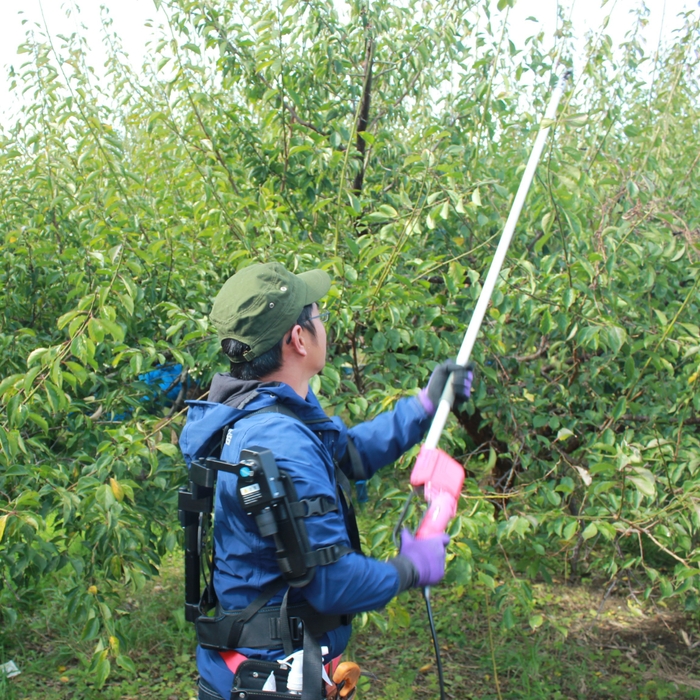 梅農家の剪定作業での活用事例