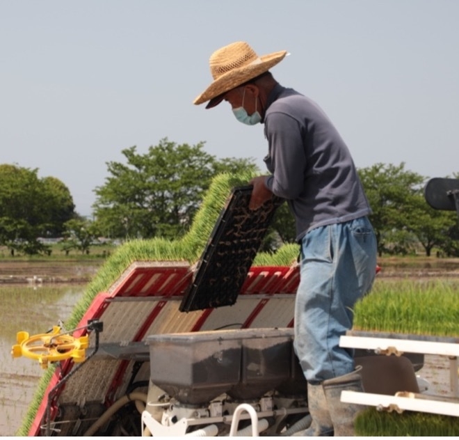 埼玉県宮代町 低農薬のお米(2)