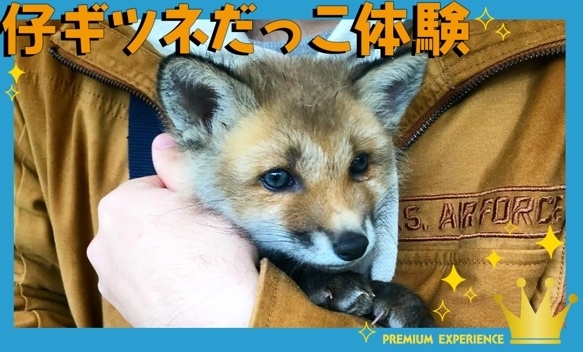 仔ギツネだっこ体験