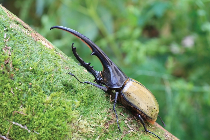 ヘラクレスオオカブト