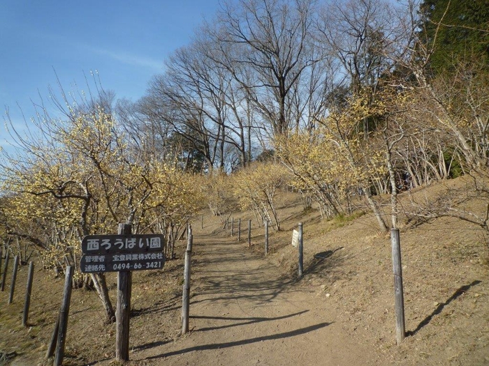 西ロウバイ園イメージ
