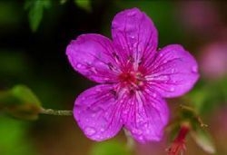 アサマフウロ(フウロソウ科)