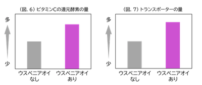 (図.6)ビタミンCの還元酵素の量/(図.7)トランスポーターの量