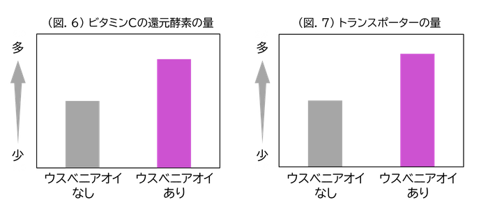 (図.6)ビタミンCの還元酵素の量/(図.7)トランスポーターの量