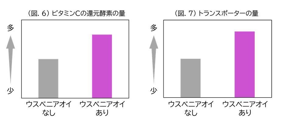 (図.6)ビタミンCの還元酵素の量/(図.7)トランスポーターの量