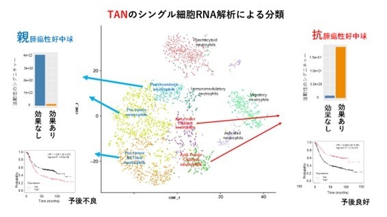 図3　TANのシングル細胞RNA解析