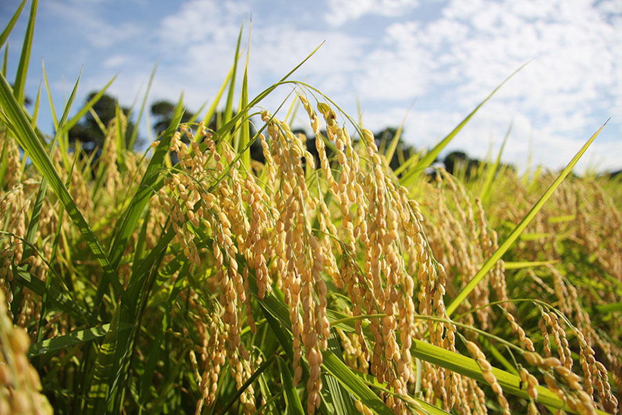 産地直送通販サイト「JAタウン」で 新ショップ「JAちばみどり」がオープン!