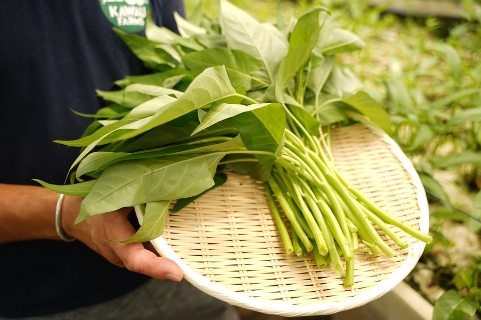 採れたて京のくうしん菜