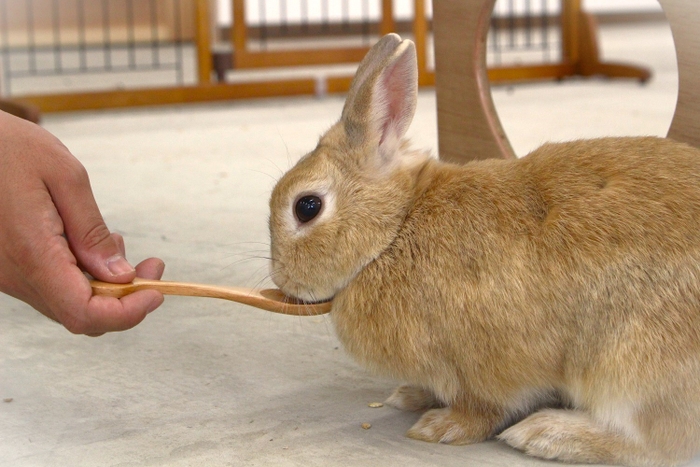 今までできなかったエサあげ体験も楽しめる