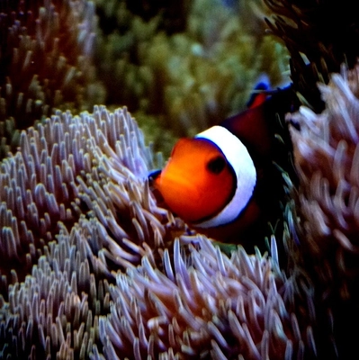 設備投資なしで賃貸物件に“自分だけの小さな水族館”を提供 　熱帯魚水槽のメンテナンスサービス付賃貸マンションの 入居者募集を2022年11月に開始