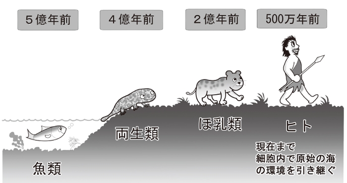 進化の過程で海から陸へ環境が大きく変化し、体内環境を「太古の海」と同じ環境にするために腎臓は進化した