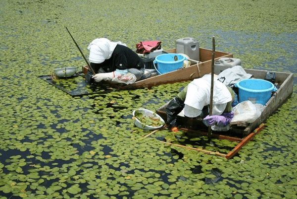 じゅんさいの収穫風景