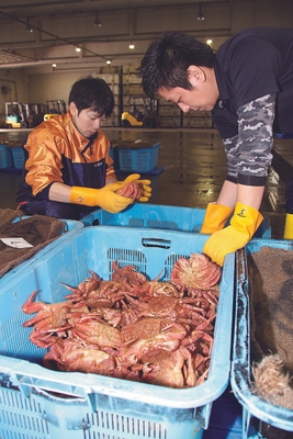 歯舞漁港