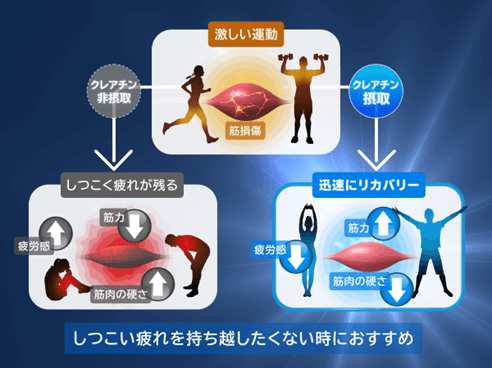 クレアチンによる運動後のリカバリー効果（イメージ）