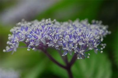 コアジサイ(アジサイ科)2