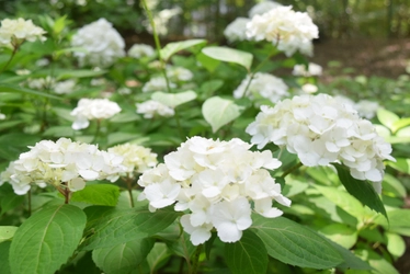 【六義園】さつきと和のあじさいを楽しむ