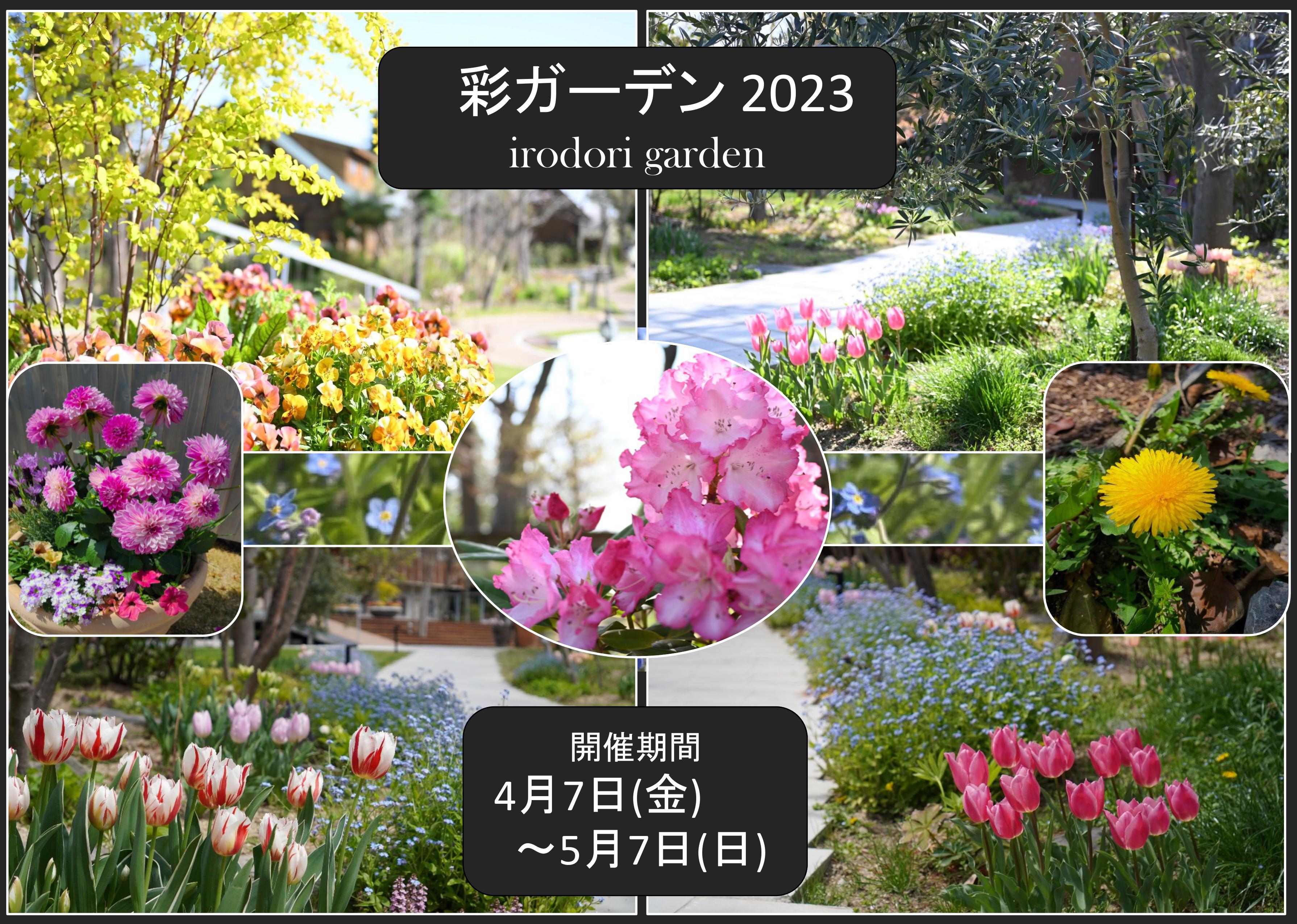 【ホテル・ロッジ舞洲】可憐な草花が咲き誇る大阪・舞洲のリゾート施設が4月7日から体験型イベント「彩ガーデン」開催!隣接する「ネモフィラ祭り」に合わせて、広いガーデンを一般開放!