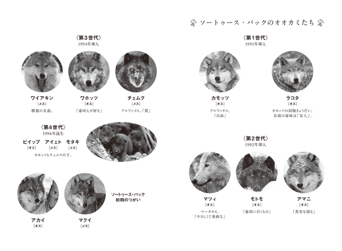 『オオカミの知恵と愛ソートゥース・パックと暮らしたかけがえのない日々』中面