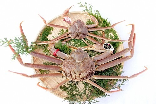 鳥取県産松葉がに・ 特選とっとり松葉がに五輝星