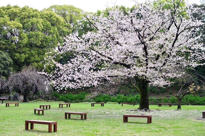 清澄庭園ソメイヨシノ（過去最盛期の様子）