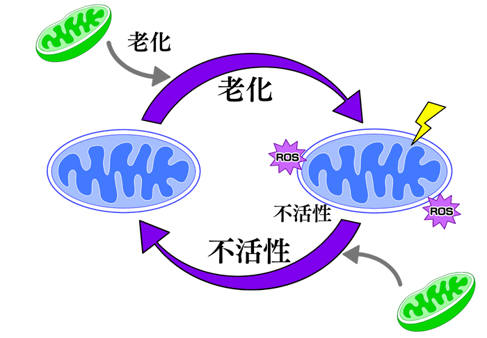 老化によるミトコンドリア不活性化の悪循環