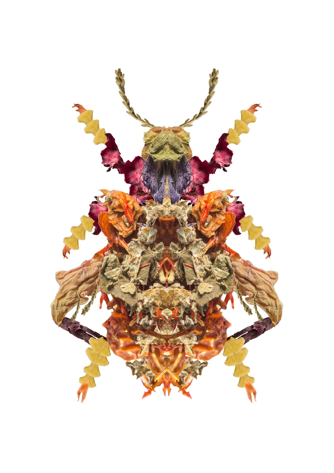 井上拓海《Life-e-motion「モモブトオオルリハムシ(Sagra buqueti)」》2018 