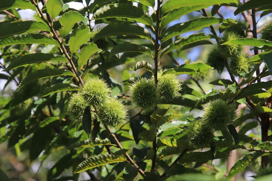 植栽されたクリの結実