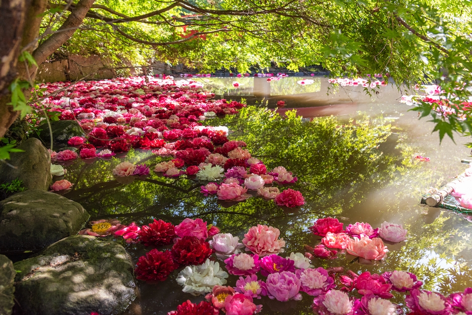 5月にはシャクヤクの「花筏」と紅葉のコラボも(土日限定)