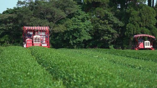 抹茶までサステナブル！？世界で大流行中の抹茶が大塚園からオーガニックで登場