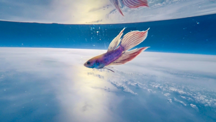 上空25,000m付近の様子(3)