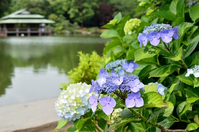 紫陽花も見ごろを迎えます。