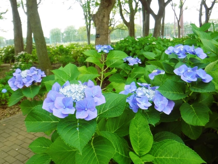 篠崎公園のアジサイ