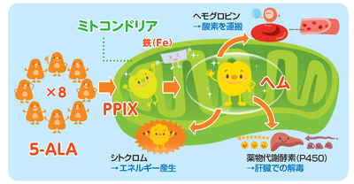 ５ALA説明図1